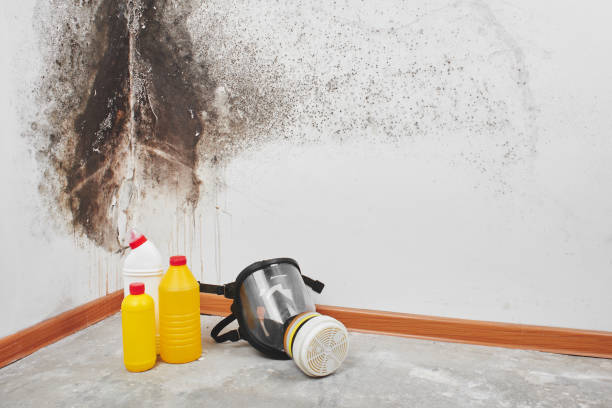 Best Industrial Mold Remediation in , SC
