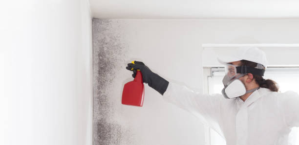 Best White Mold Remediation in , SC